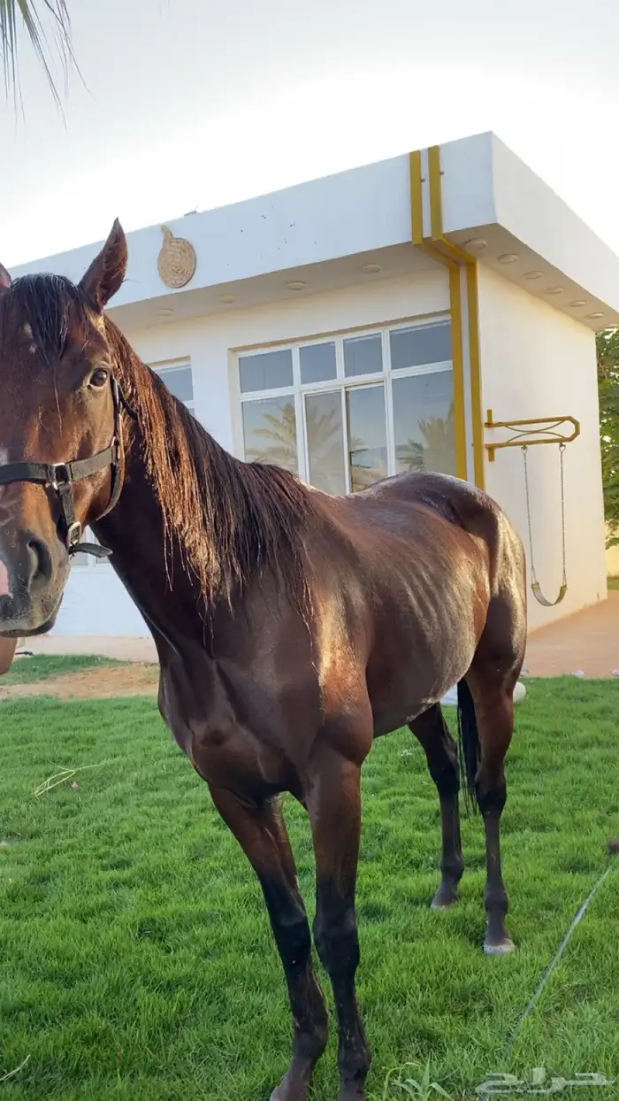 حصان للبيع 0