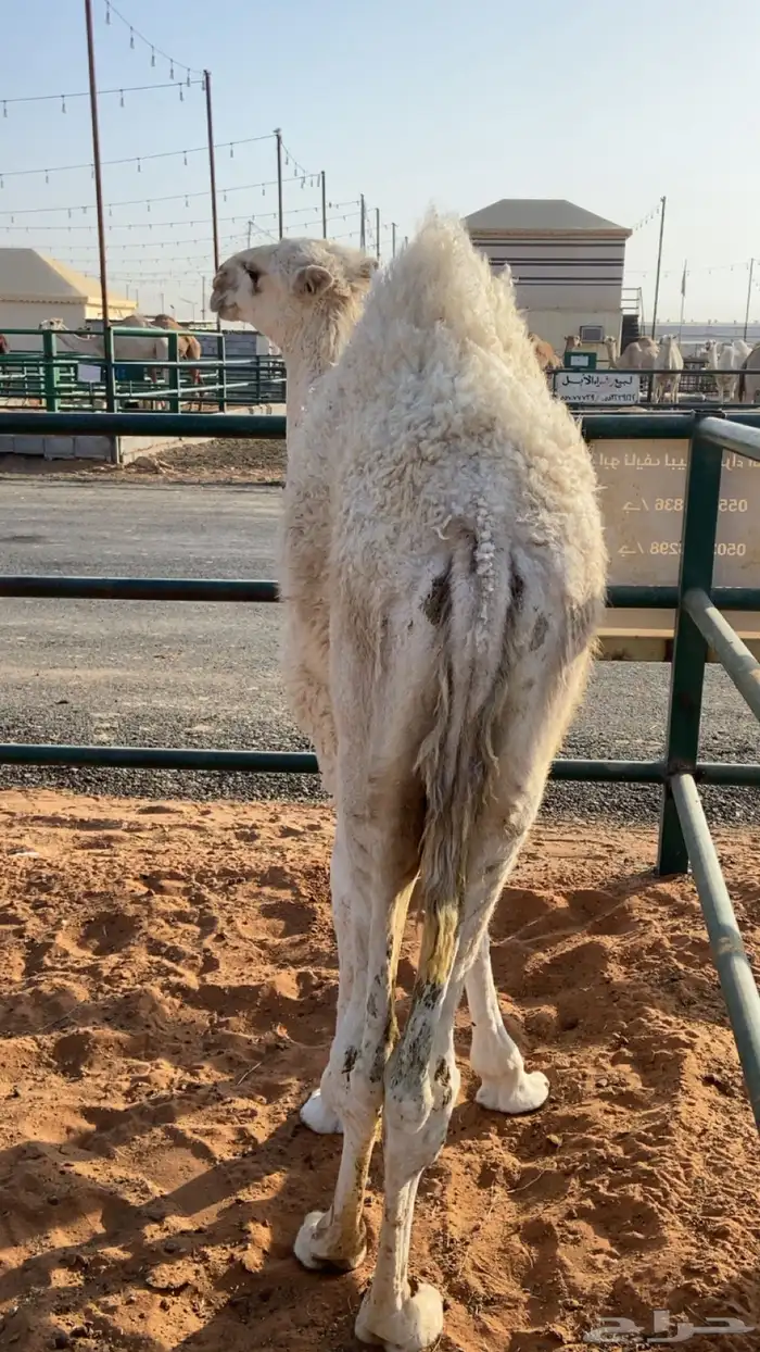 قعود توي بايع امه لباني نضيف شرط 0