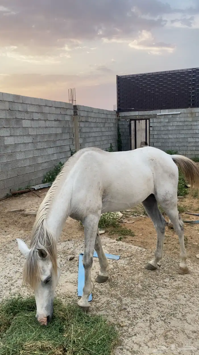 خيل شعبي الاسم رعد العمر سنتين ونص 0
