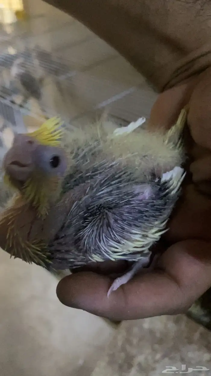 لهواة الغر فرخ كروان 1