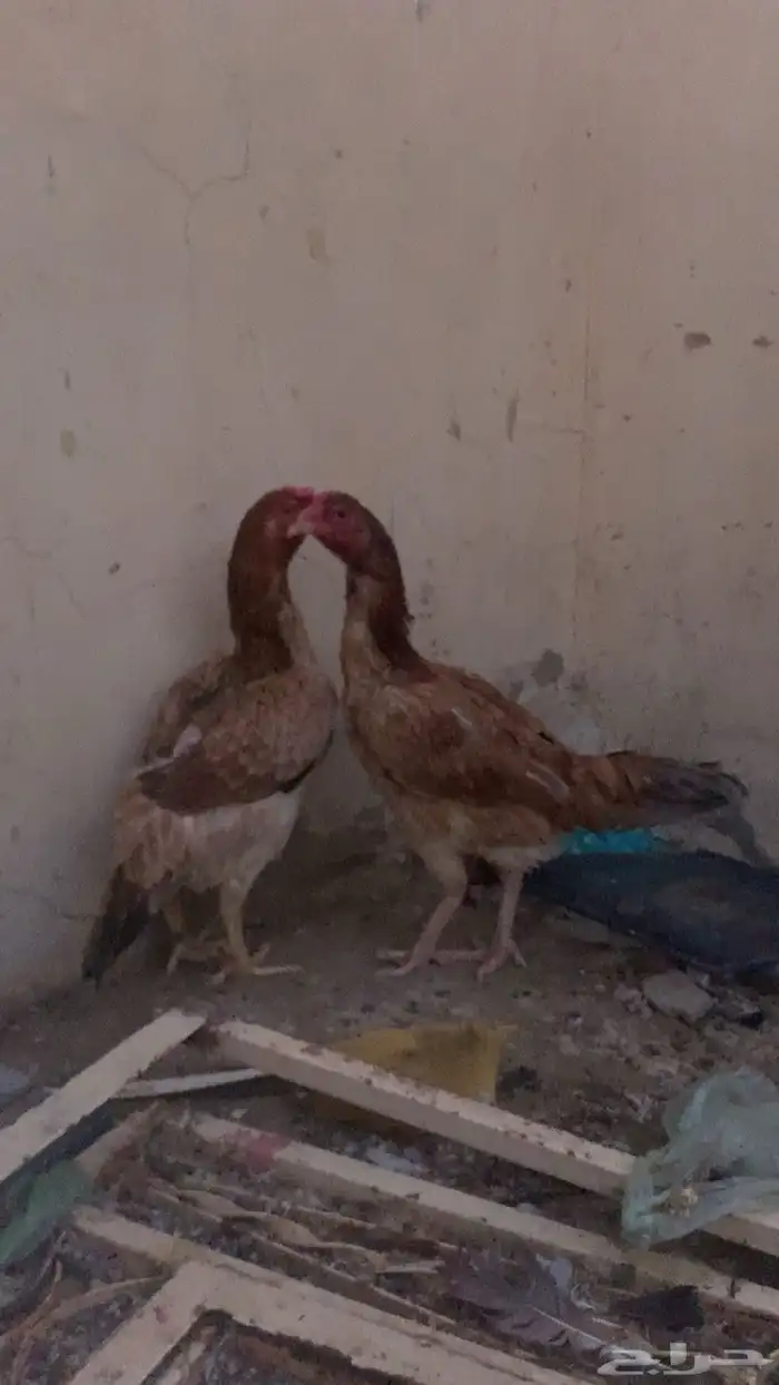 دجاج باكستاني 9