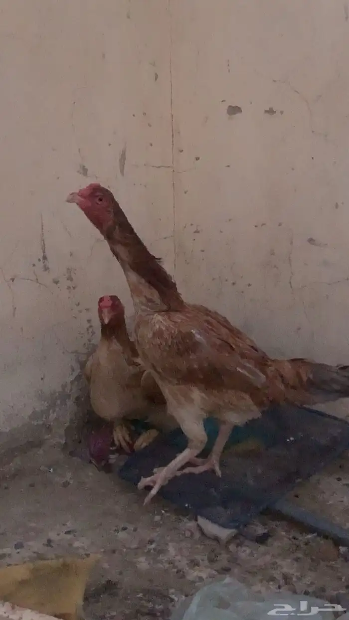 دجاج باكستاني 6