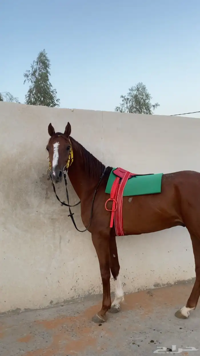 حصان واهو فرنسي 0