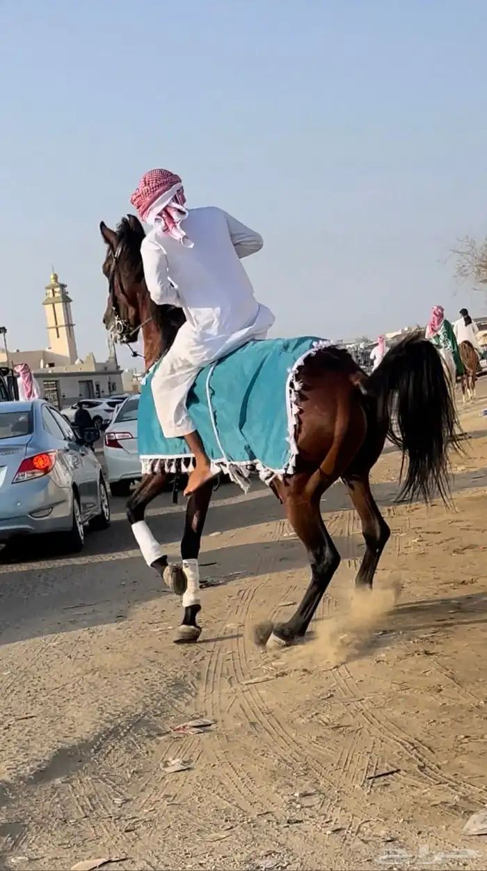 ايواء خيل وتدريب الحمدانية 3