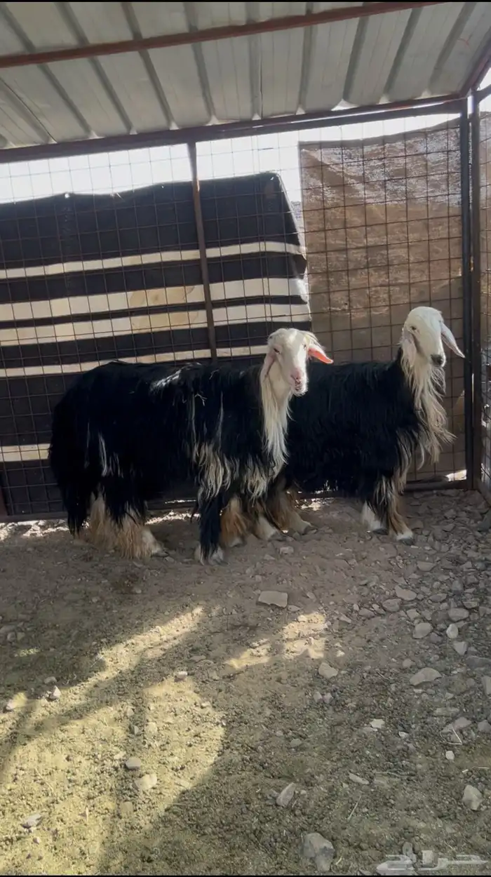 فحل نجدي صنف الصنف 1