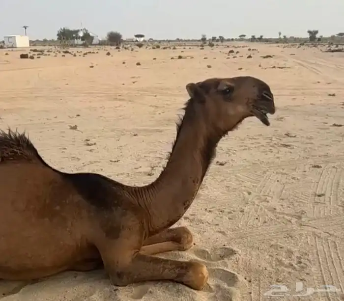 الابل السواحل 0