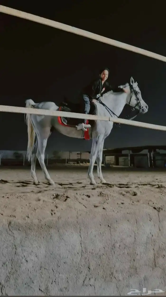 ايواء خيل وتدريب الحمدانية 10