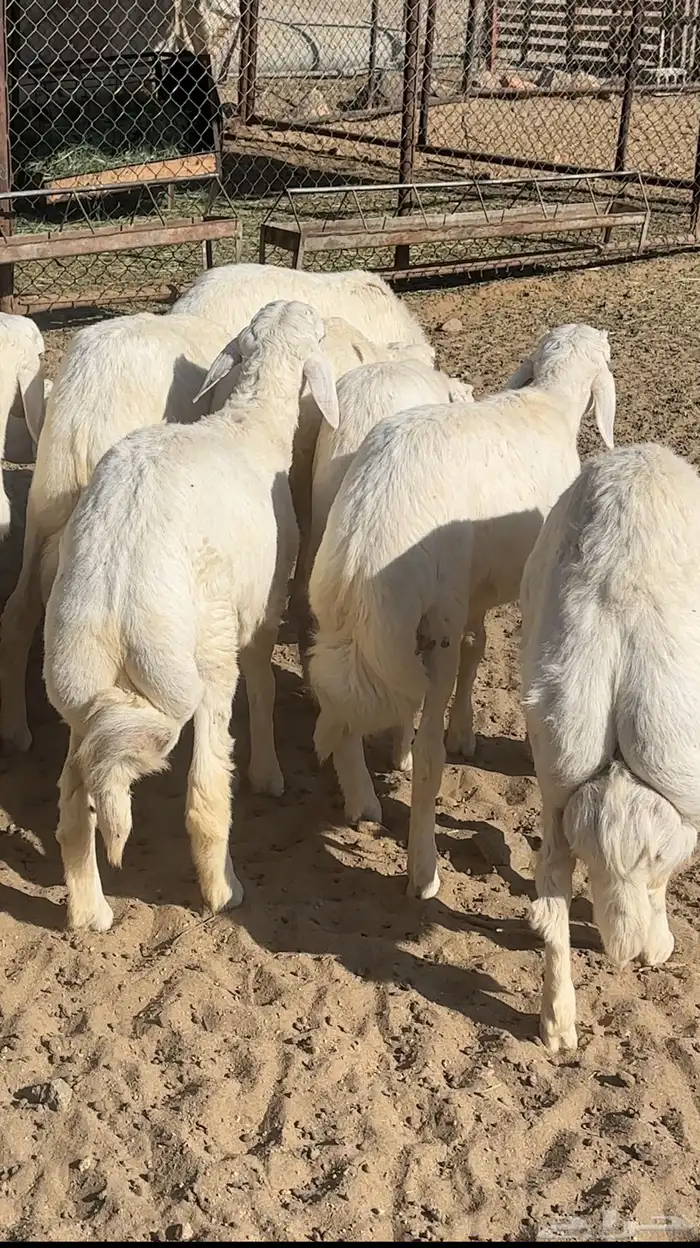 طليان وسط 1