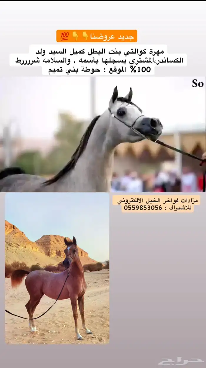 مهرة كوالتي عالي 0