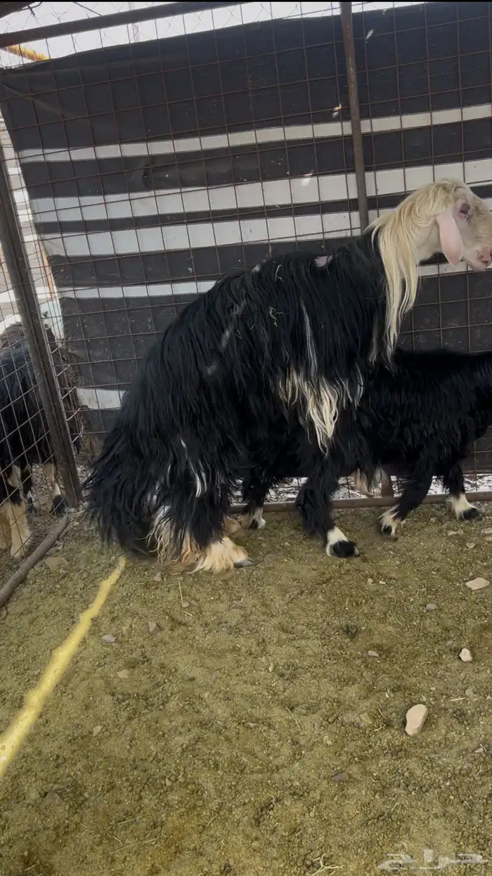 فحل نجدي صنف الصنف 0