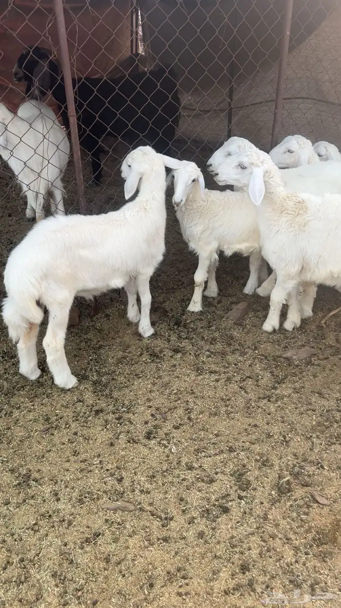 طليان 5