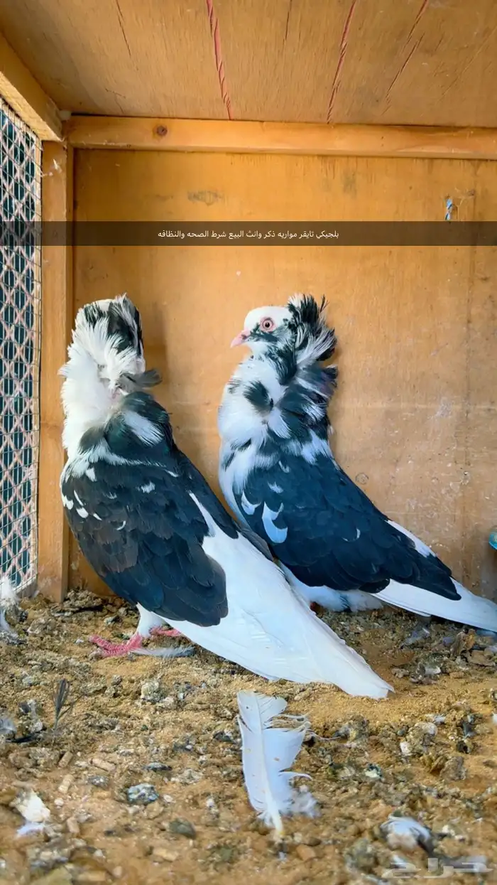 حمام مستويات طيبه 5