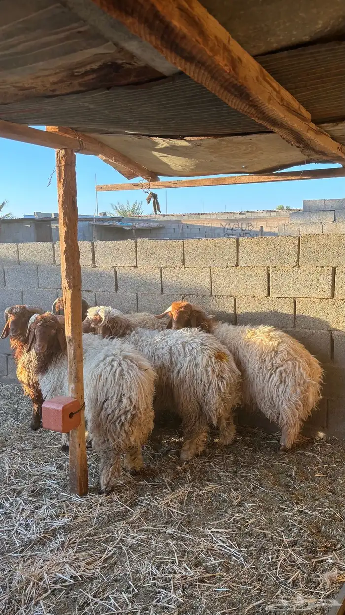 خرفان نعيمي جذعان 3