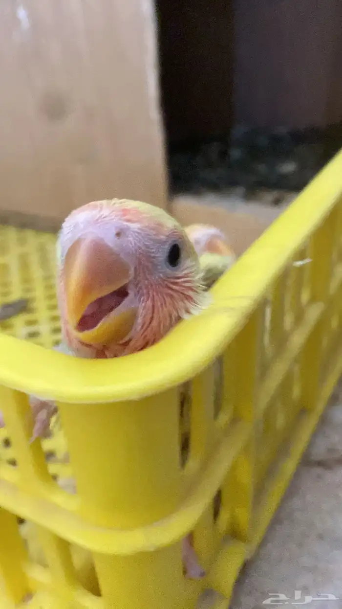 فروخ روز رد اوبلاين 0