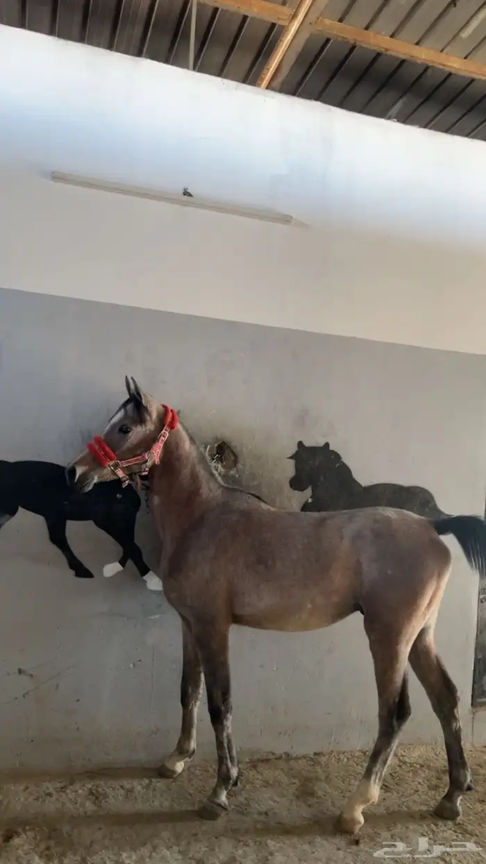 مهر شعبي فاخر 1