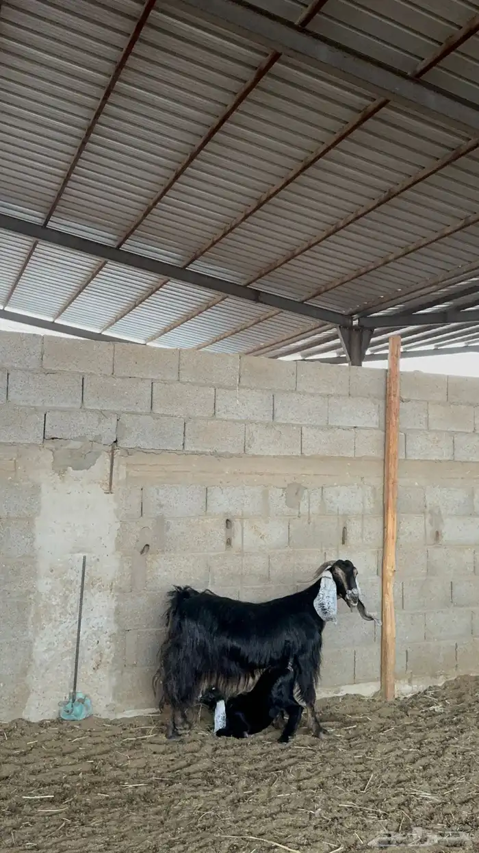 عنز عارضيه معها جفره 2