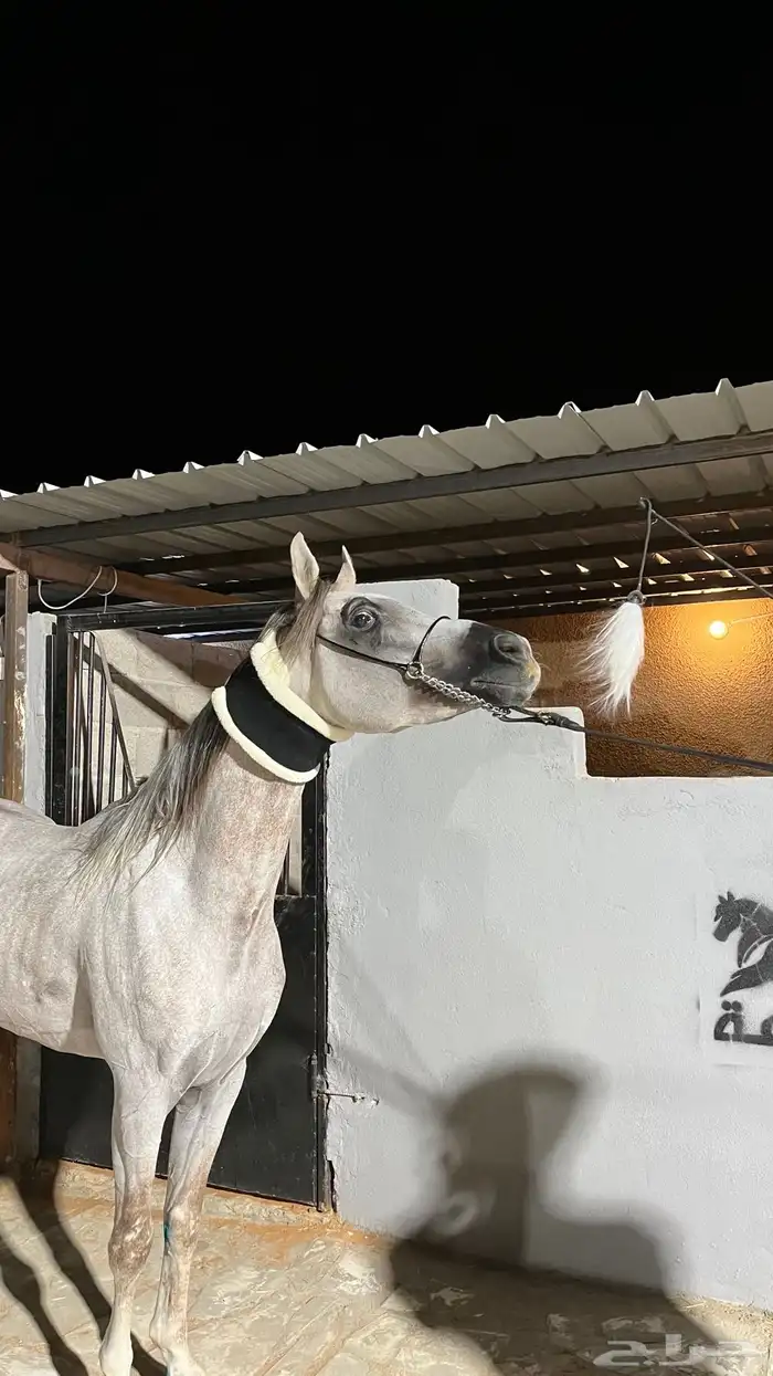 عندي حصان واهو. للبيع 2