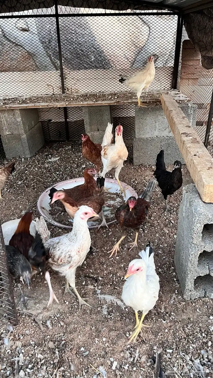 دجاج للبيع 2