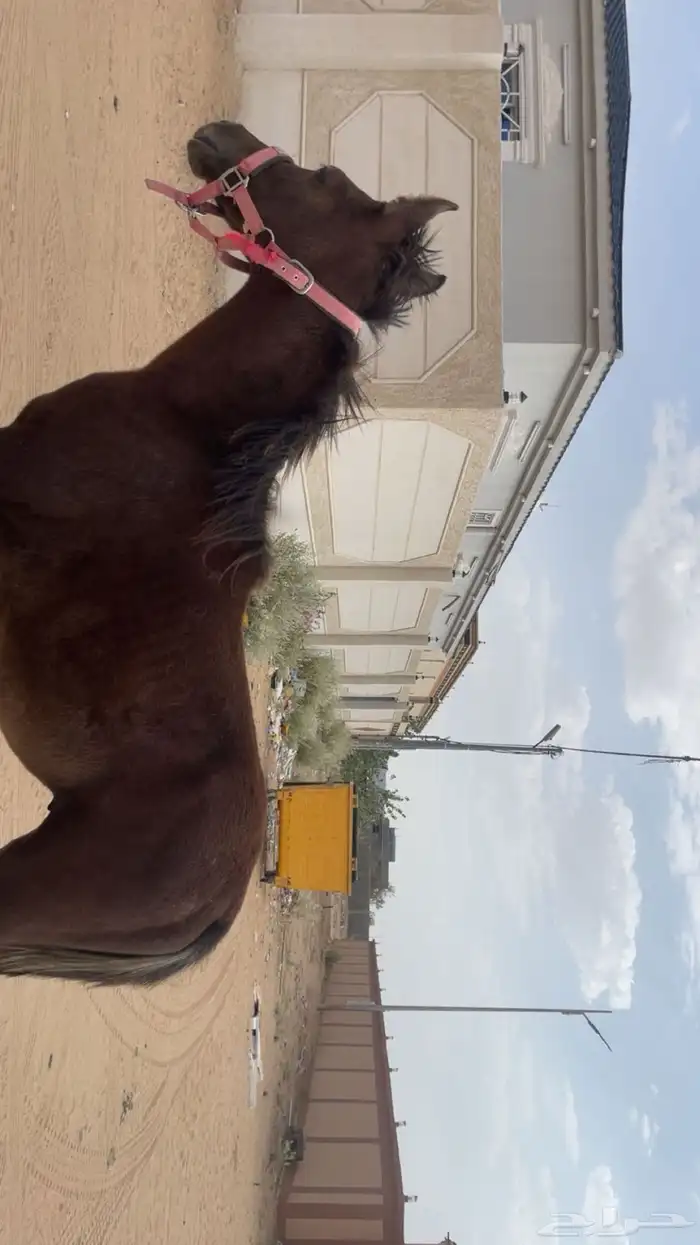 مهر عمره 4شهور 1