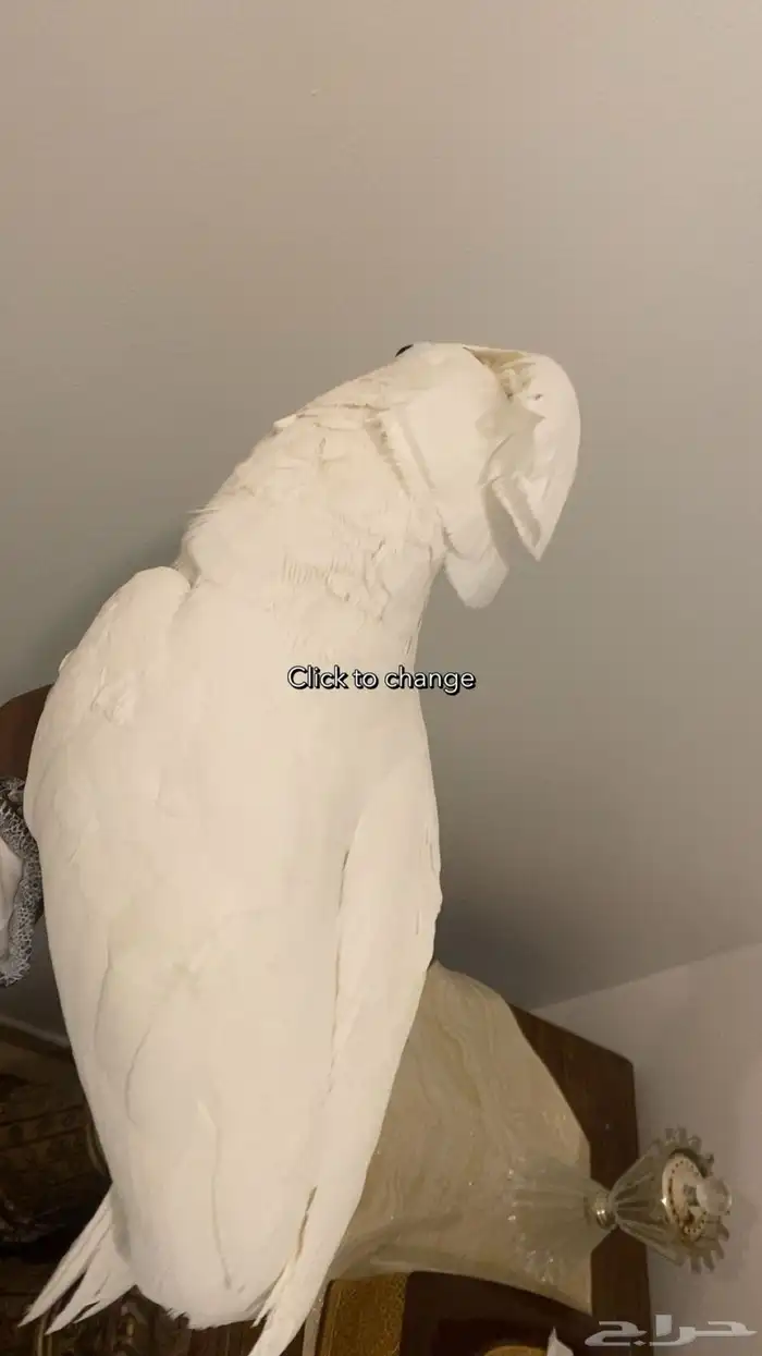 كوكاتو 1