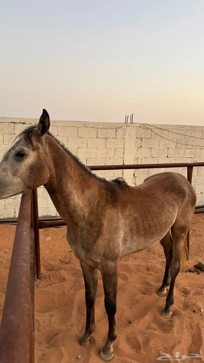 مهر واهو 1