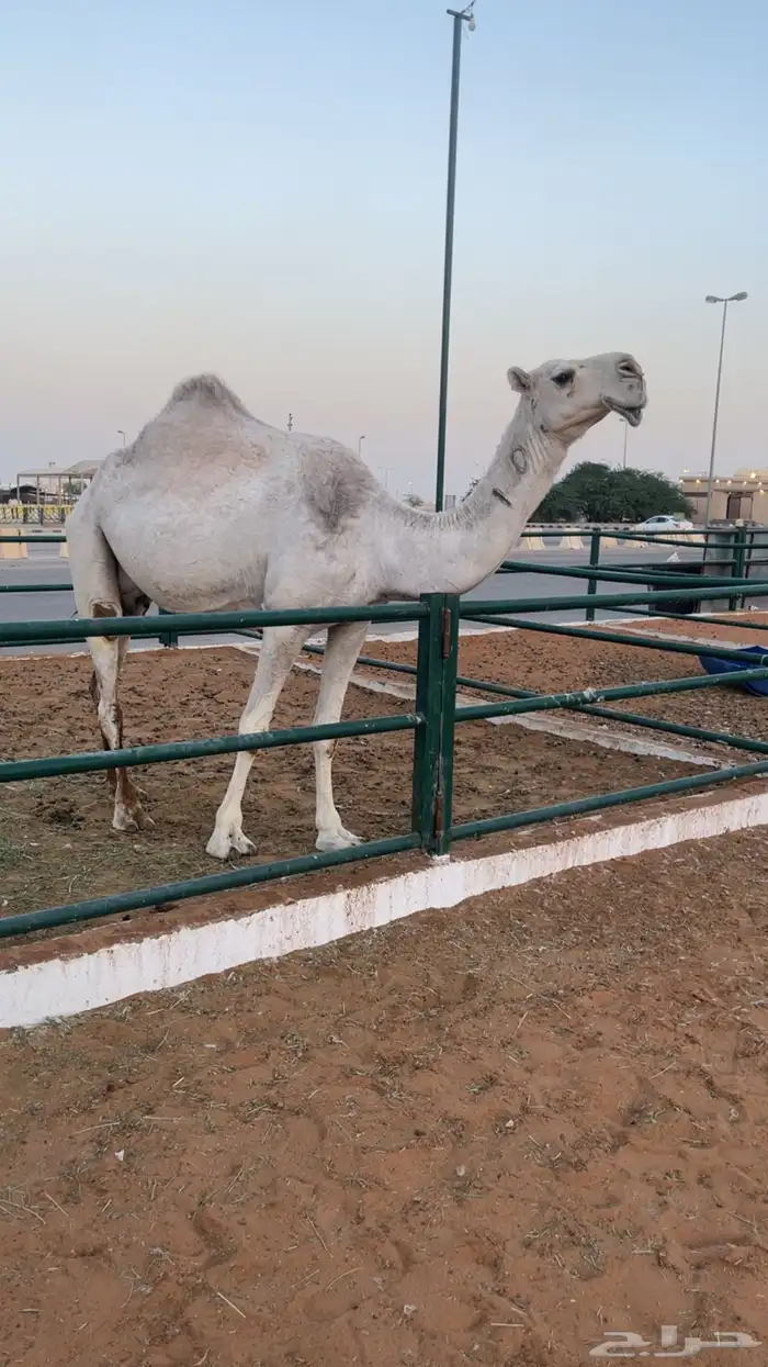 للبيع ضريبه 0