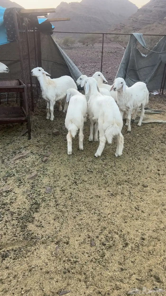 طليان 3