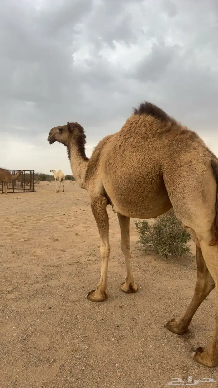 جمل اشعل منتج 1