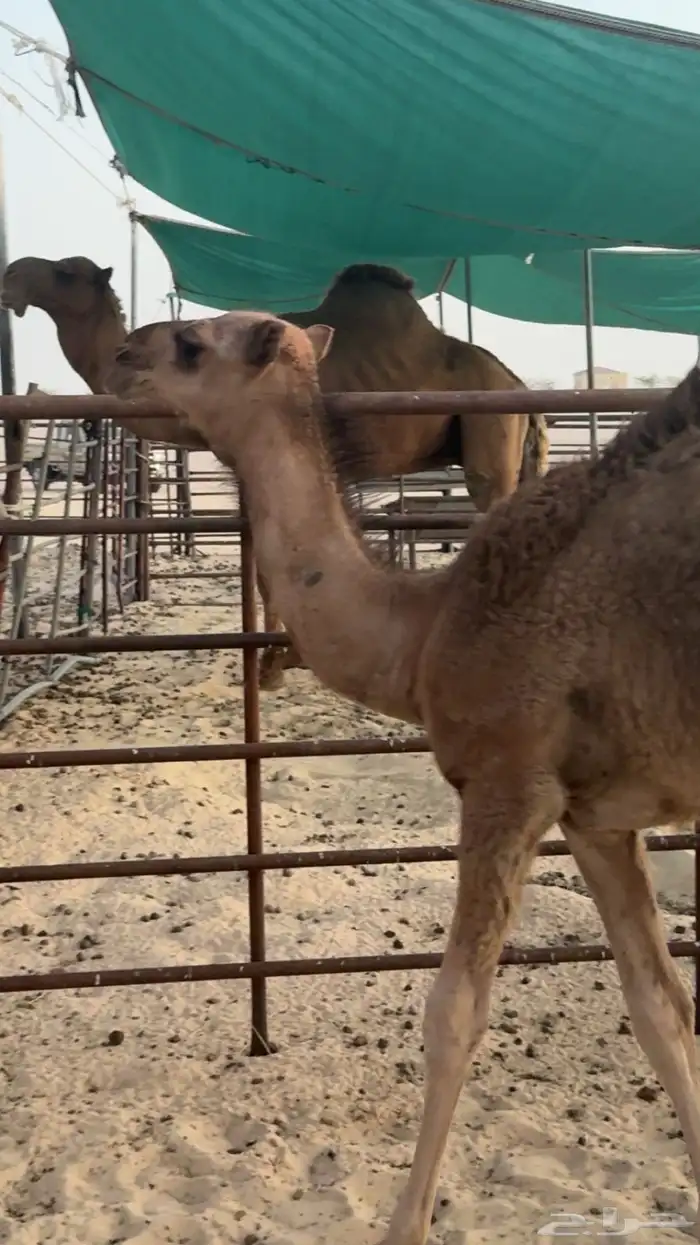 حواره بكره حمرا كفو 3