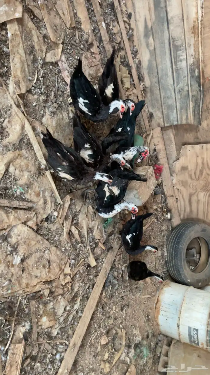 بط مصري 1