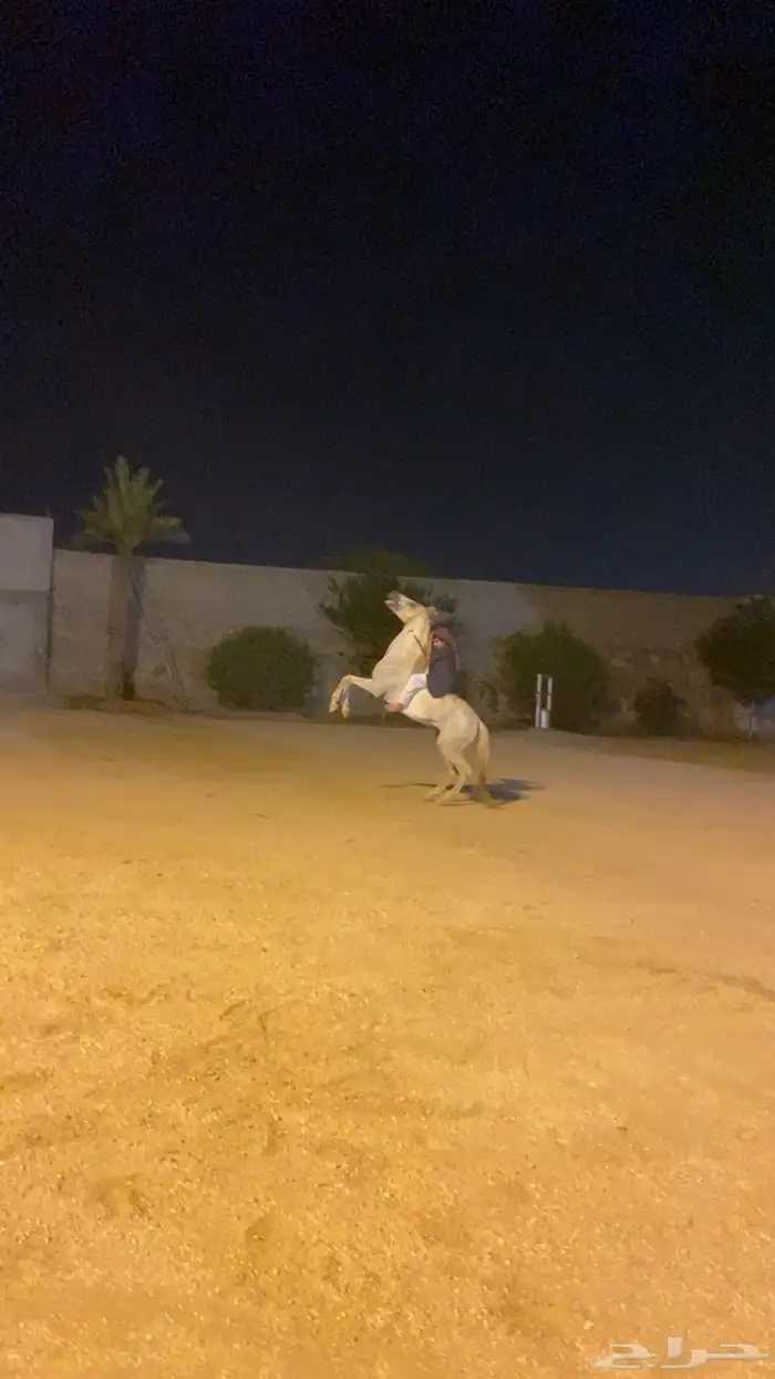 حصان شعبي منوت القاني 4