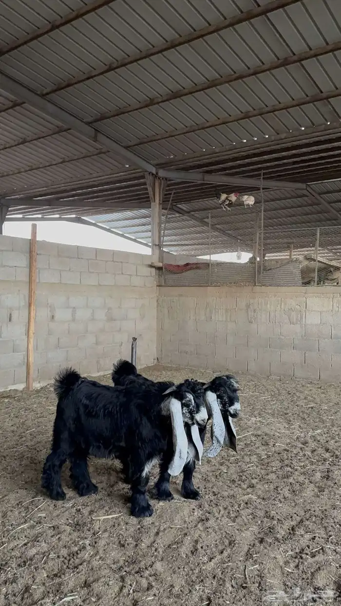 تيوس عوارض صنف 9