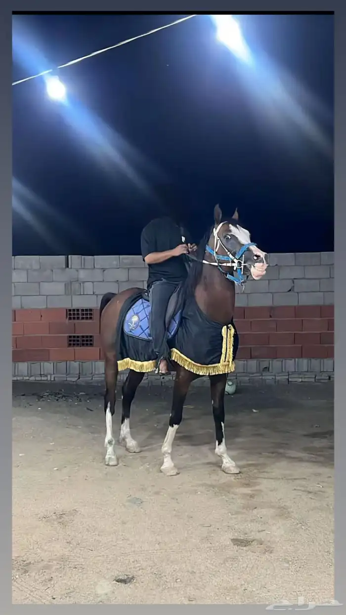 خيل عربي اصيل 0