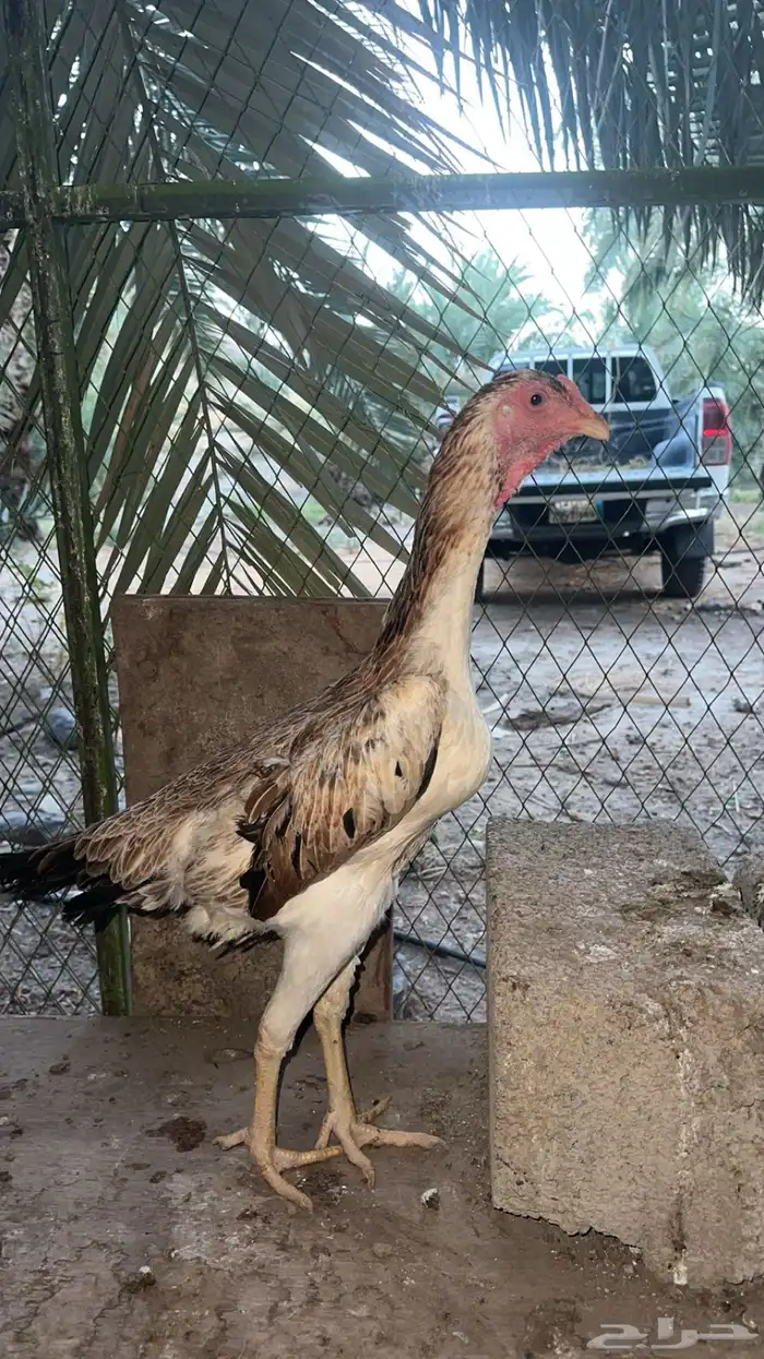 دجاجه شامو ياباني 1