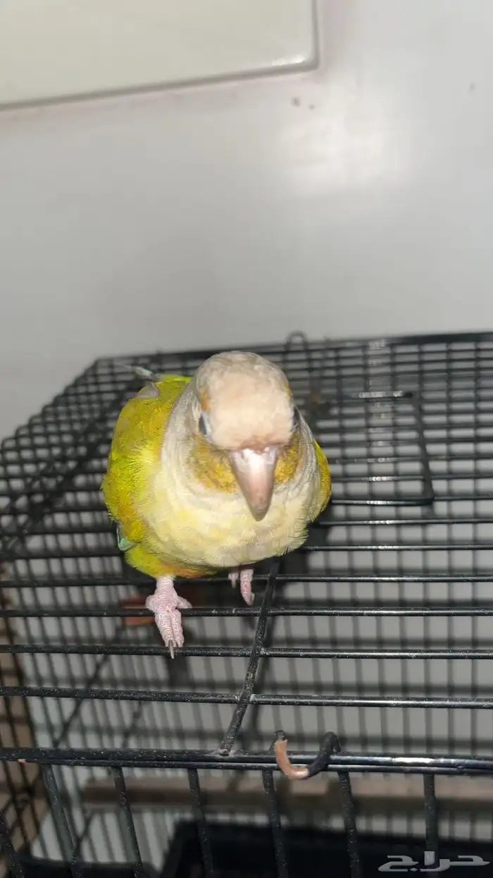 كنيور اليف هدهد داخل البيت عنده كم كلمه غير مفهومه 3