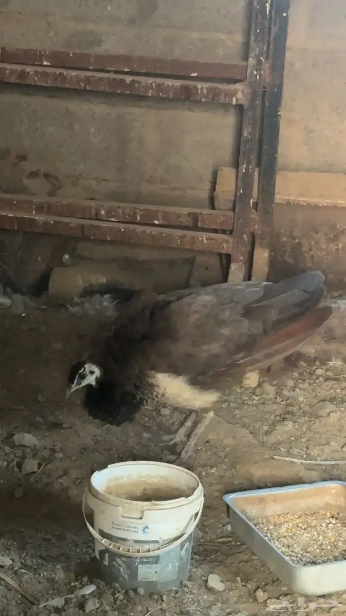 انثى طاؤوس 2