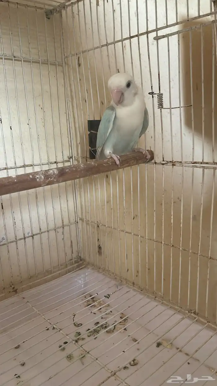 انثى روز 1