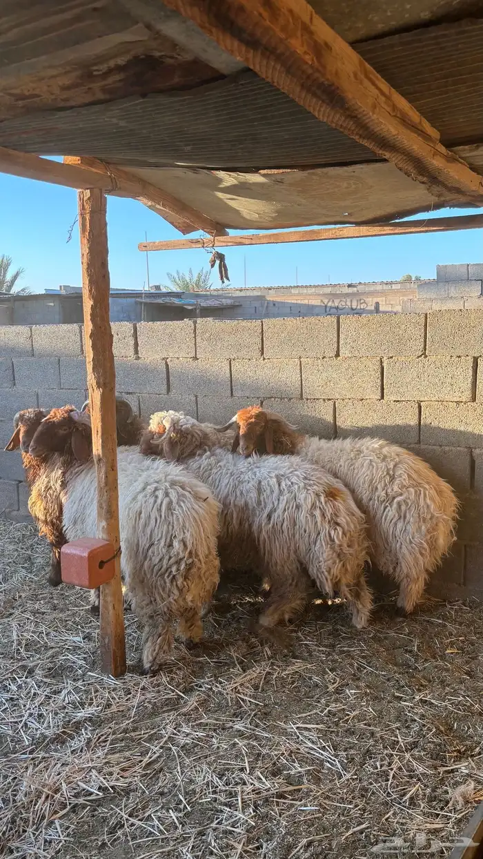خرفان نعيمي جذعان 2