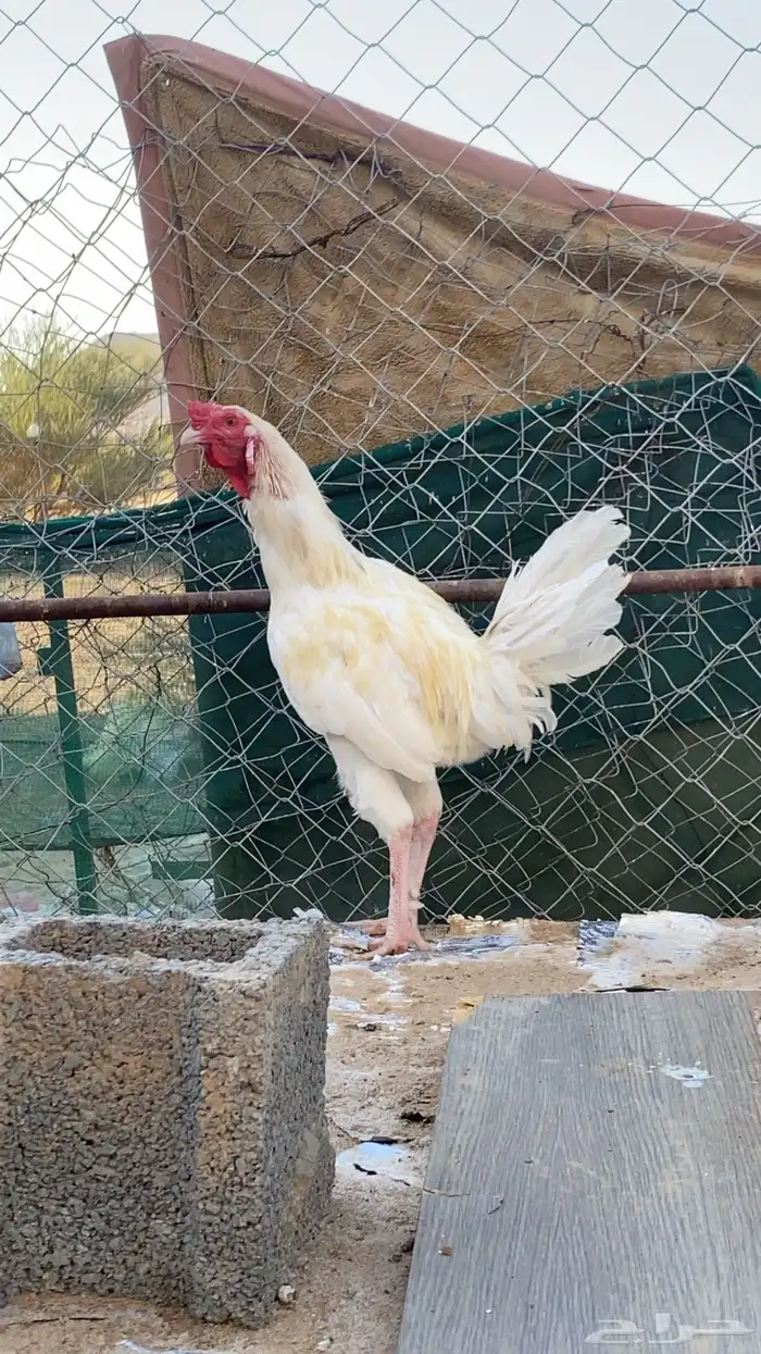 دجاج بلدي 0