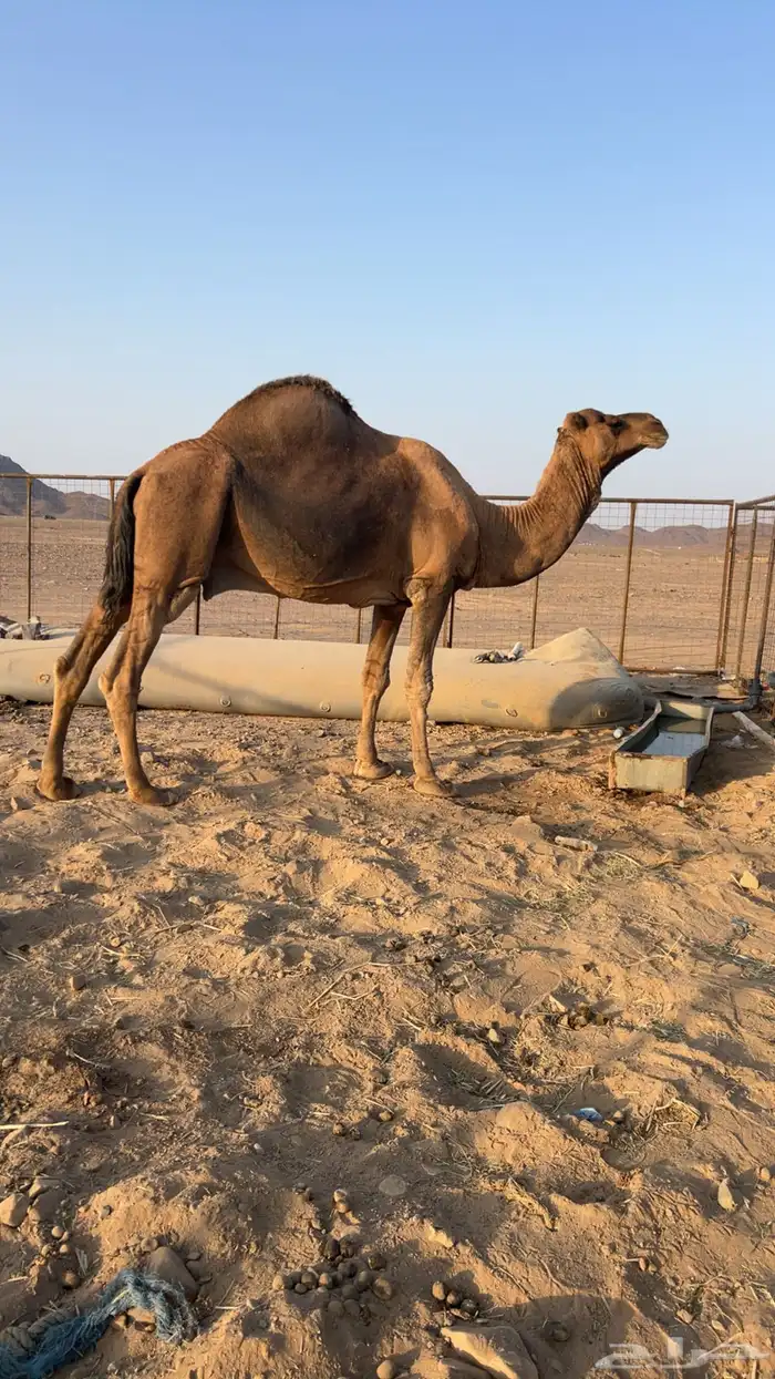 فحل احمر ساحلي للبيع 1
