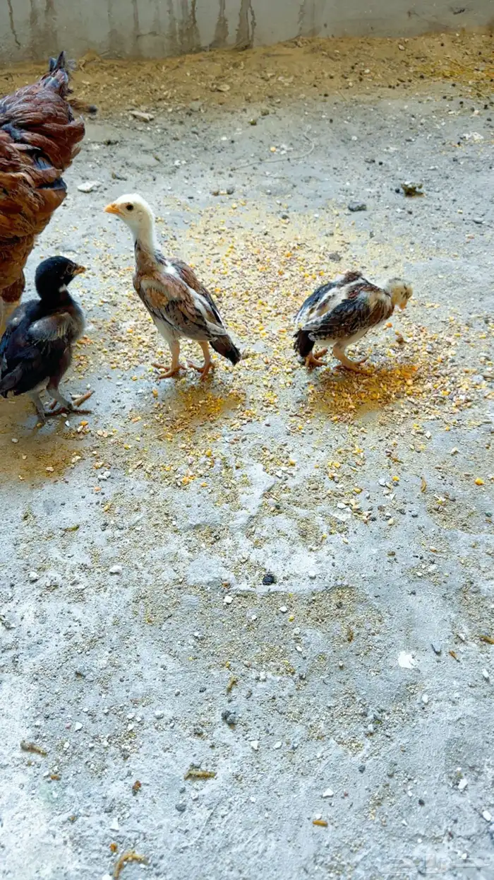 دجاجه بعيالها باكستانيه 2