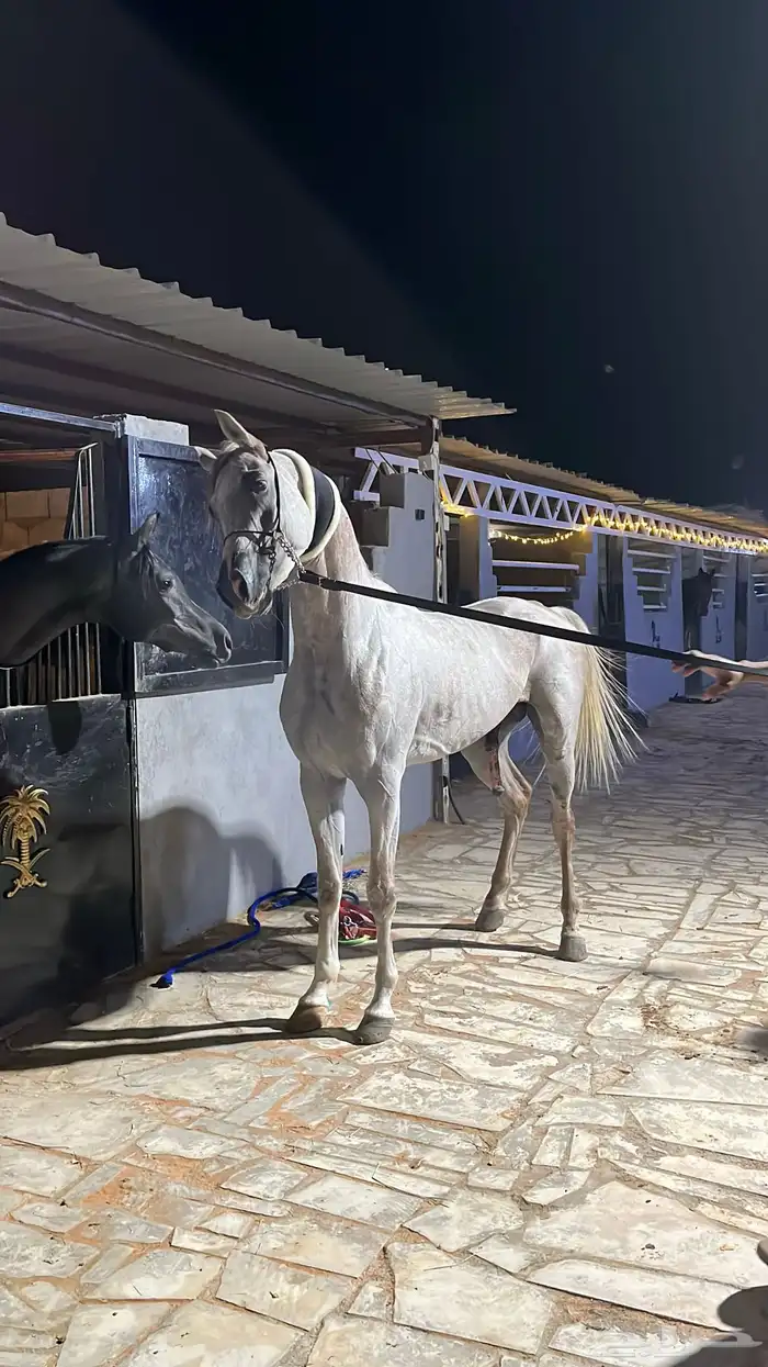 عندي حصان واهو. للبيع 1