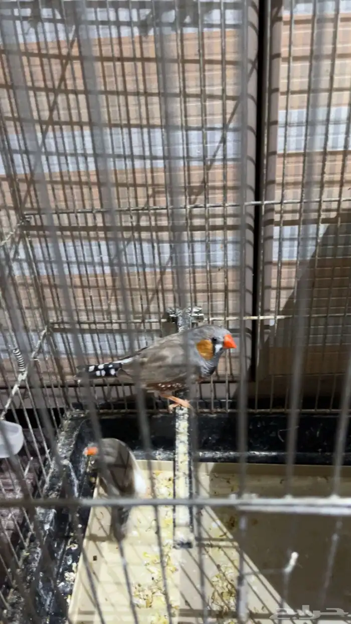 طيور زيبرة جوز 3