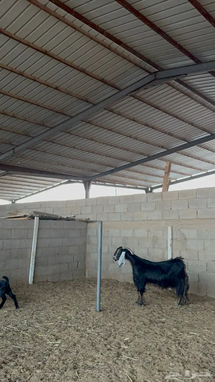 عنز عارضيه معها جفره 1