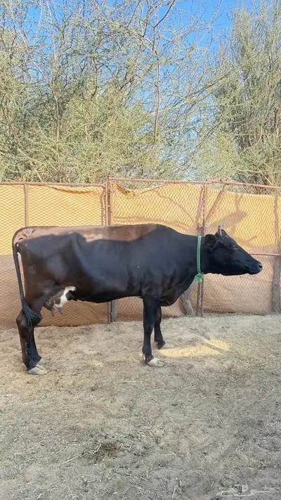 بقره خلفه index