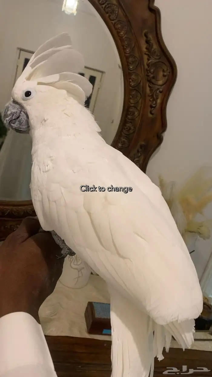 كوكاتو 4