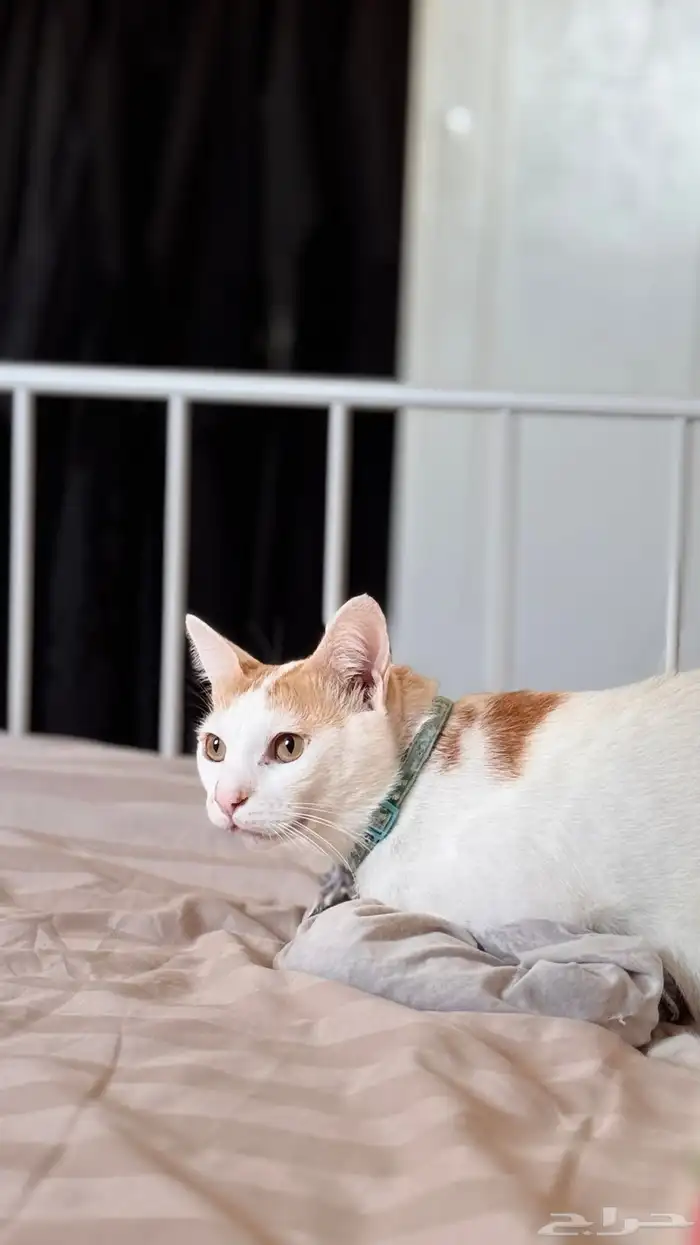 قطو ضايع له 8 ايام الموقع العقلية مكافئه ماليه لمن يجده 0