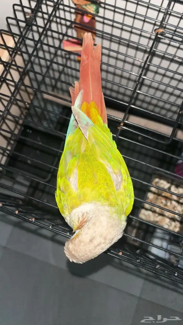 كنيور اليف هدهد داخل البيت عنده كم كلمه غير مفهومه 1