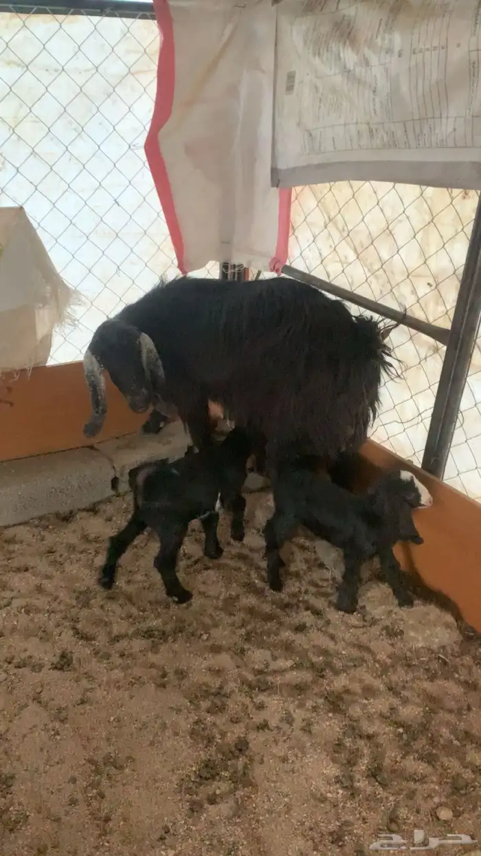 معزا متابيع للبيع 5