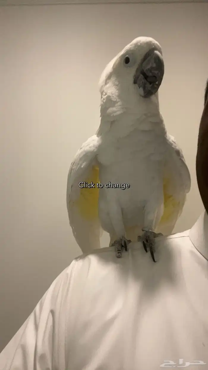كوكاتو 5